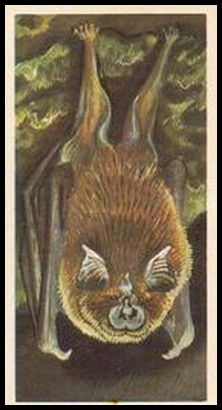 38 The Greater Horseshoe Bat